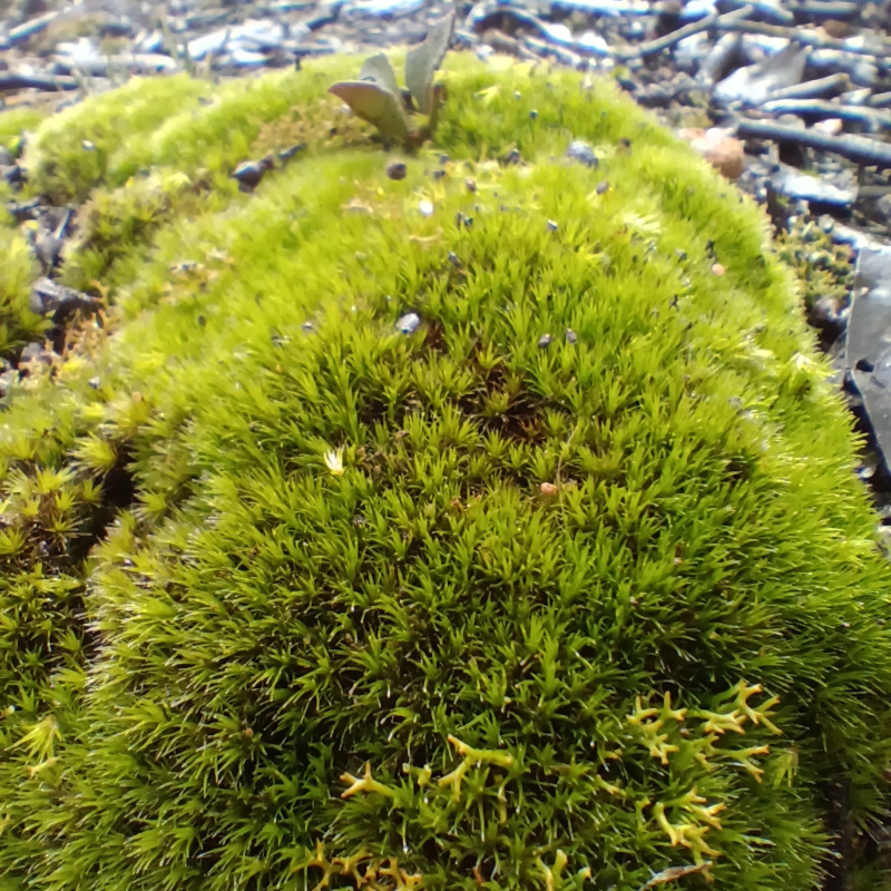 It is also a really good time for moss
