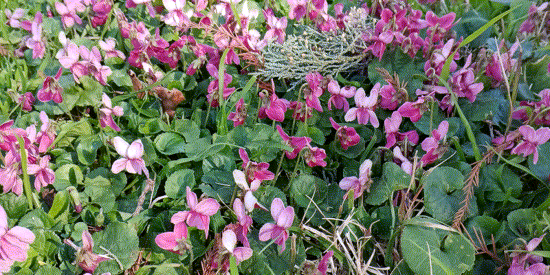 Pretty purple flowers up close
