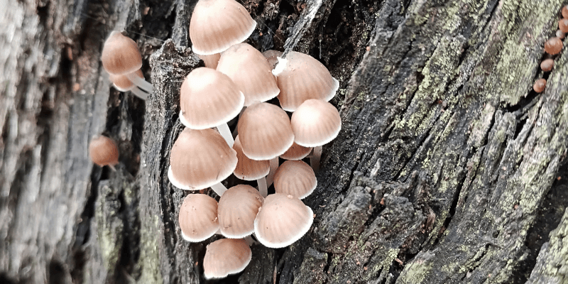 Fungus growing out of a stringybark